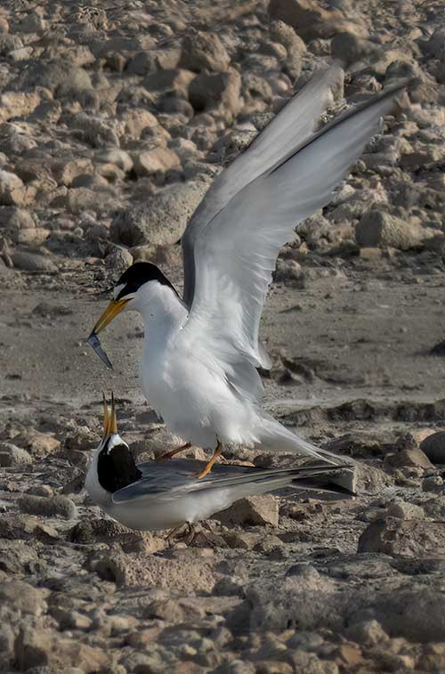 Courtship feeding of Least Terns