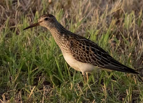 The Pectoral Sandpiper is a migratory bird visiting Bonaire during migration seasons.