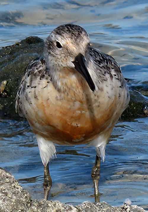 A Red Knot begins molting into its breeding plumage.