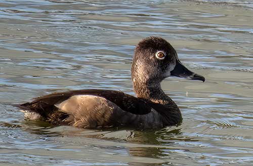 A Ring-necked Duck visits Bonaire during winter.