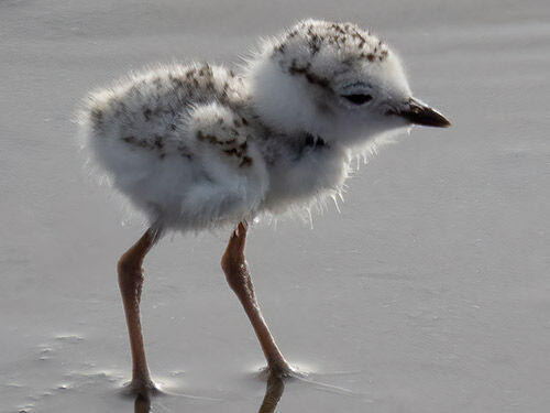 A Snowy Plover chick, just days old.