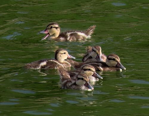 White-cheeked Pintail duckings.