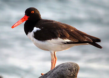 Bonaire Bird Identification in 4 Easy Steps