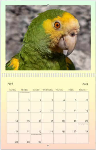 The Birds of Bonaire Pure Bonaire 2024 Wall Calendar