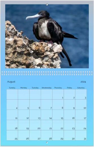 The Birds of Bonaire Pure Bonaire 2024 Wall Calendar