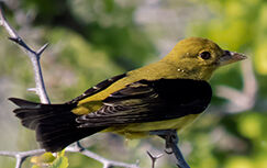 A male Scarlet Tanager in non-breeding plumage.