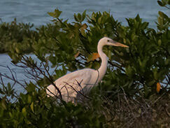 White morph of the Great Blue Heron