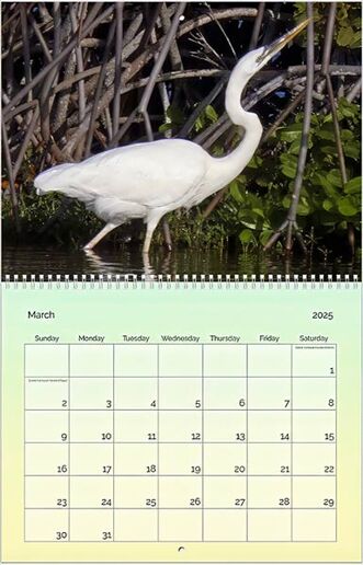 The Birds of Bonaire, The 2025 Pure Bonaire Calendar