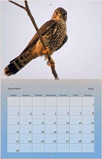 The Birds of Bonaire, The 2025 Pure Bonaire Calendar