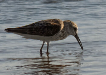 The Rare, Vagrant Dunlin on Bonaire