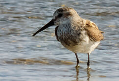 A Dunlin, considered a vagrant to Bonaire.