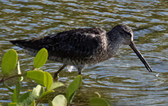 Short-billed Dowitcher