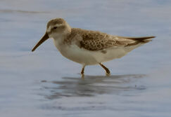 Dunlin