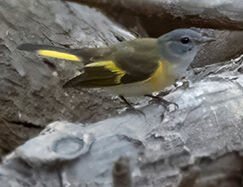 American Redstart (female)