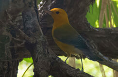 Prothonotary Warbler