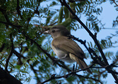 Red-eyed Vireo