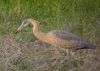 A Whistling Heron visits Bonaire.