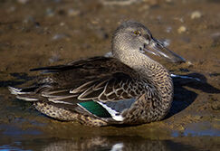 Northern Shoveler