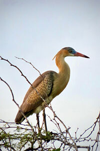 Whistling Heron