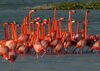 The courtship march of the American Flamingo on Bonaire.