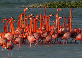 Balts en broeden van Bonaire’s Caribische flamingo