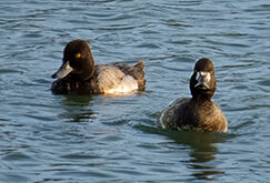 Lesser Scaups