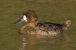 Lesser Scaup